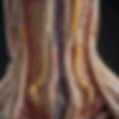 Anatomical Insights of a Pinched Nerve Illustration depicting the anatomy of a pinched nerve