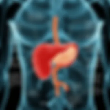 Structure and Components of the Pancreas Diagram showcasing the structure of the pancreas and its components