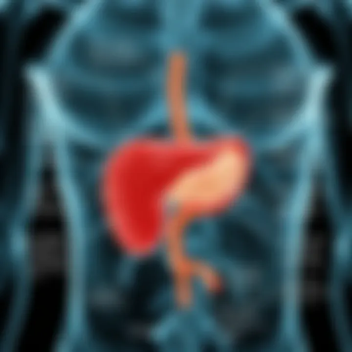 Structure and Components of the Pancreas Diagram showcasing the structure of the pancreas and its components