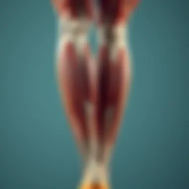 Anatomy of Lower Leg Muscles Anatomical illustration of lower leg muscles and their functions