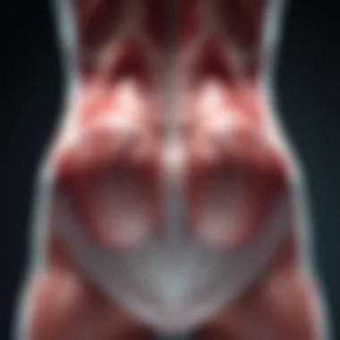 Anatomy of Love Handles Anatomy illustration of love handles and surrounding muscles