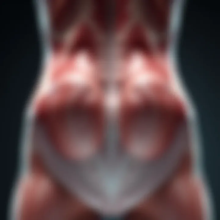 Anatomy of Love Handles Anatomy illustration of love handles and surrounding muscles