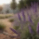 Close-up of lavender flowers known for their soothing properties