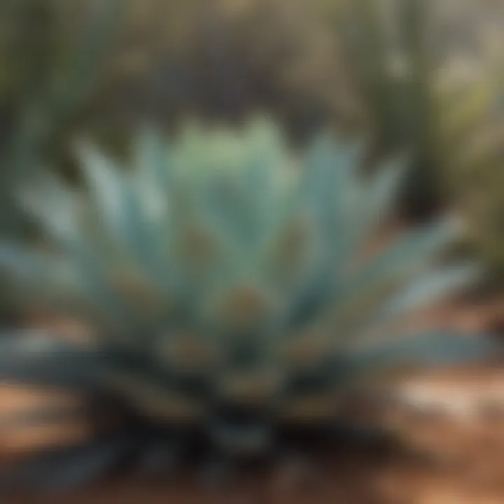 Agave plants in their natural habitat.