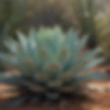 Agave Plants in Nature Agave plants in their natural habitat.