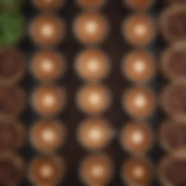 Flavored Low Carbs Coffee Drinks An array of flavored low carbs coffee drinks garnished with herbs