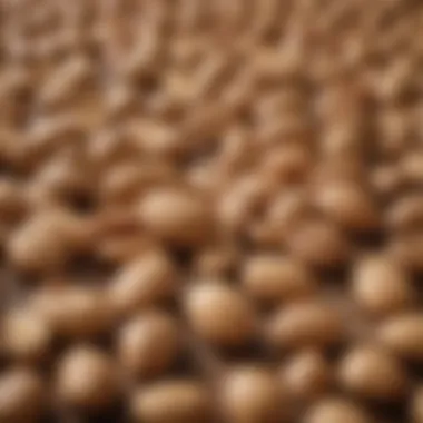 Textures of Almonds and Cashews Close-up of almonds and cashews scattered on a table, showcasing their textures.
