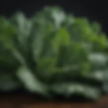 Close-up of a fresh bunch of kale, illustrating its rich green leaves and optimal nutritional value.