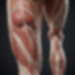 Detailed diagram of leg muscle anatomy