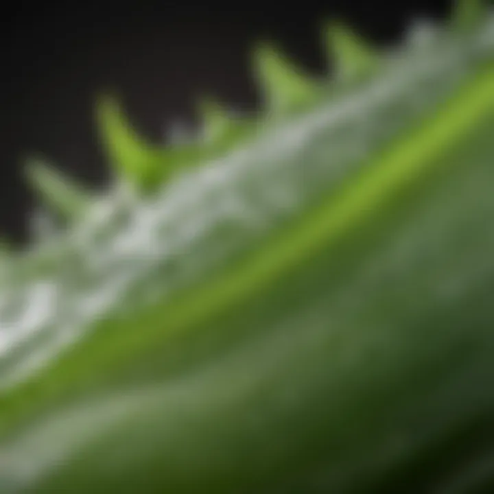 A close-up view of fresh aloe vera gel to showcase its texture and purity.