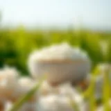 Is White Rice Heart Healthy? Introduction