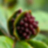 The Essence of Melaleuca Botanical representation of Melaleuca leaves