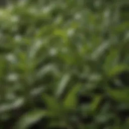 A close-up of fresh organic green tea leaves showcasing their vibrant color and texture