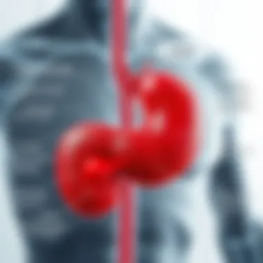 Regulatory Role of the Pancreas in Digestion Infographic illustrating the pancreas's role in digestion and metabolism