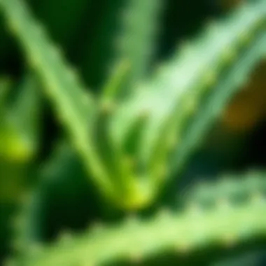 Close-up of Aloe Vera Leaves Close-up of aloe vera leaves highlighting their texture and properties