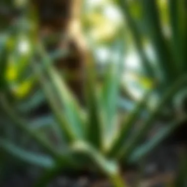 The Natural Habitat of Aloe Vera Aloe vera plant in its natural habitat