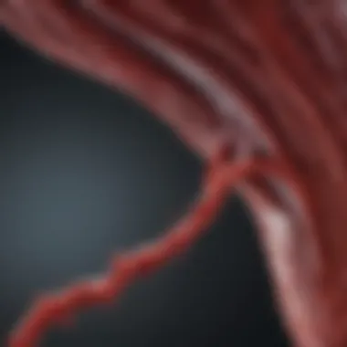 Diagram showing the effects of nitric oxide on blood flow