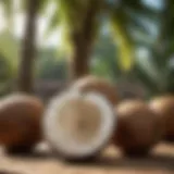 Nutritional benefits of coconuts