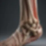 An anatomical illustration depicting the ankle joint and its ligaments