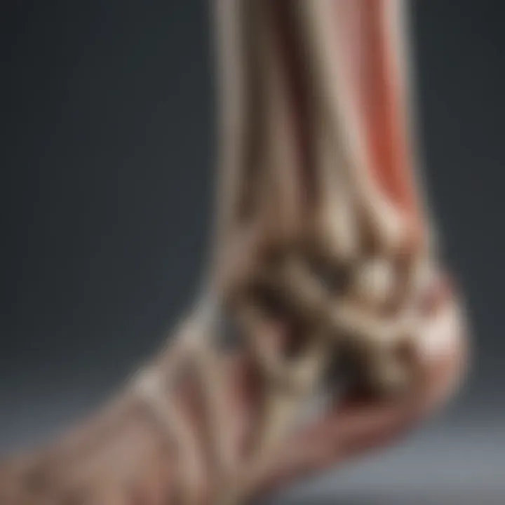 An anatomical illustration depicting the ankle joint and its ligaments