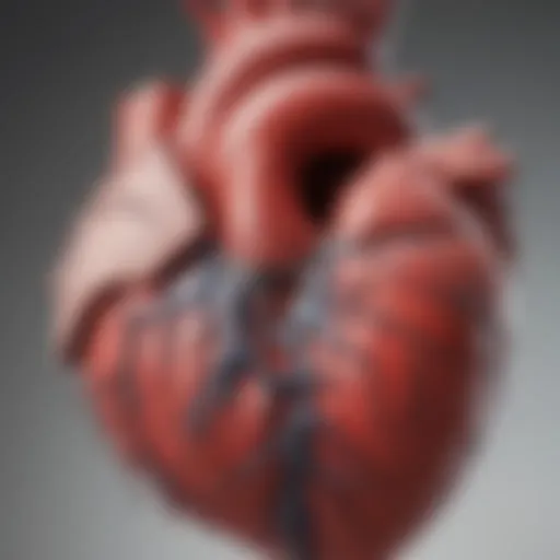 Illustration of heart anatomy focusing on ventricles