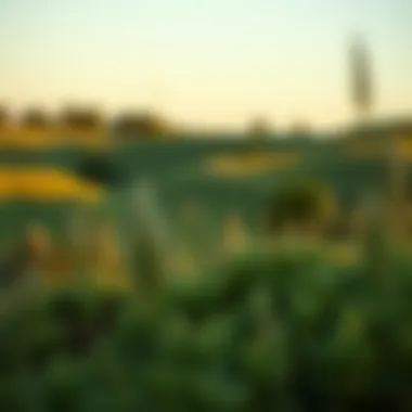 Finding Calm in Nature to Combat Fatigue A serene landscape encouraging relaxation and mental clarity.