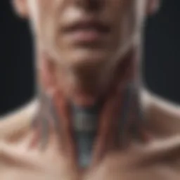 Representation of thyroid gland anatomy