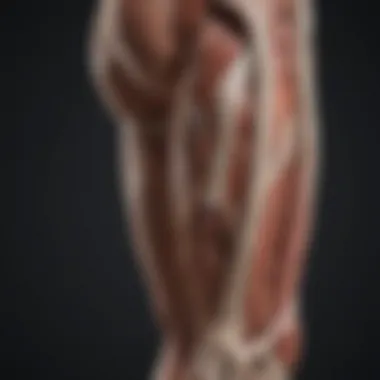 Illustration of muscle anatomy related to leg cramps