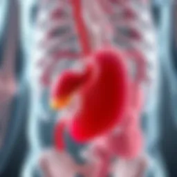 Anatomical illustration showing the pancreas's location relative to other organs