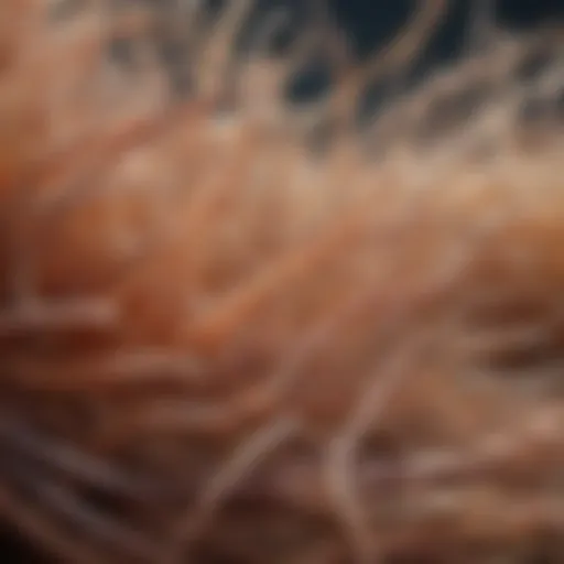 Illustration depicting prebiotic fibers