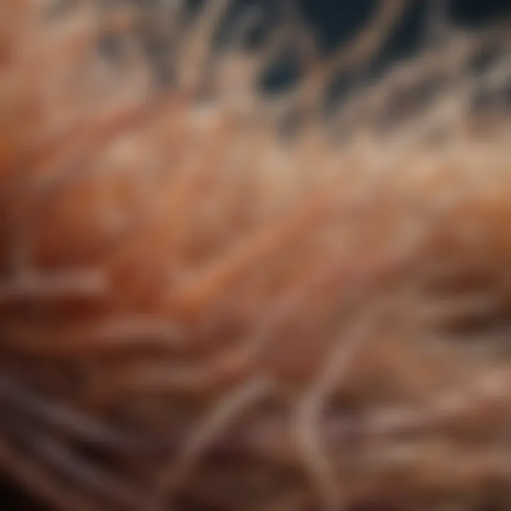 Illustration depicting prebiotic fibers