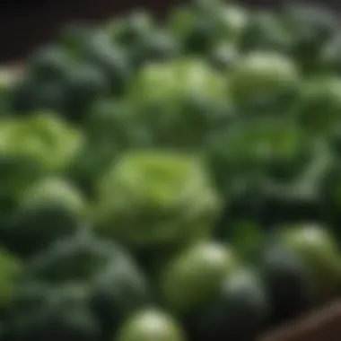 Fresh green vegetables arranged aesthetically