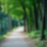 A scenic walking path through a lush forest