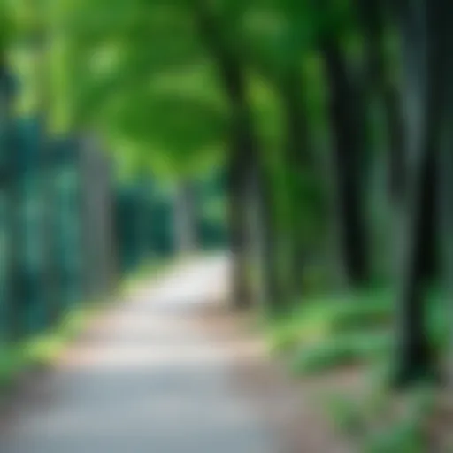 A scenic walking path through a lush forest