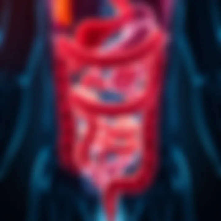 An illustration depicting the digestive system highlighting the colon